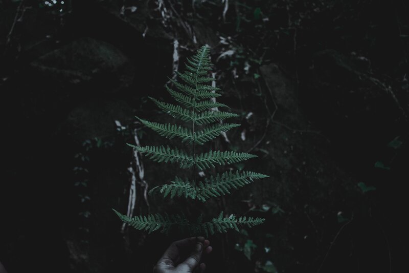 Hand Holding Fern Leaf