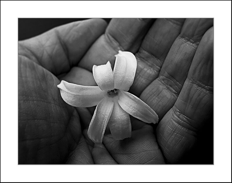 Hand Holding Flower — Black, Serene