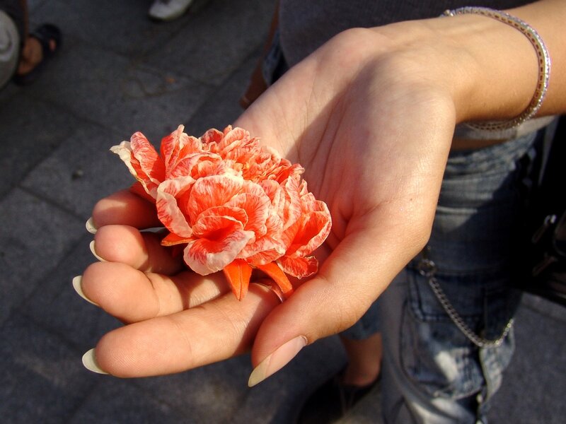 Hand Holding Flower — Orange, Calm