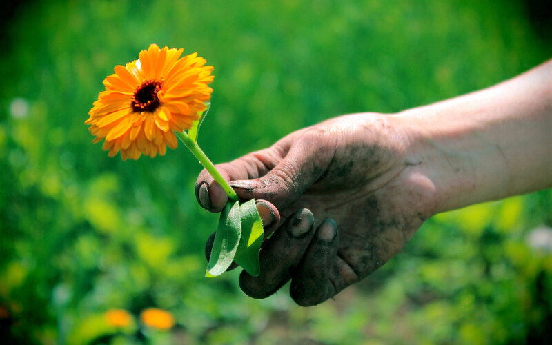 Hand Holding Flower — Orange