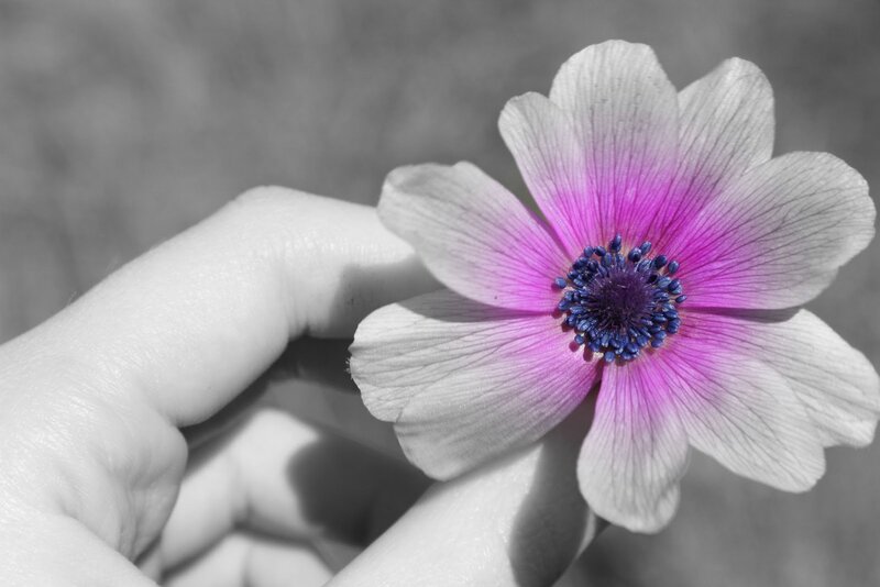 Hand Holding Flower — Pink