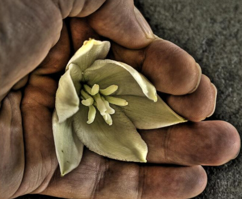 Hand Holding Flower
