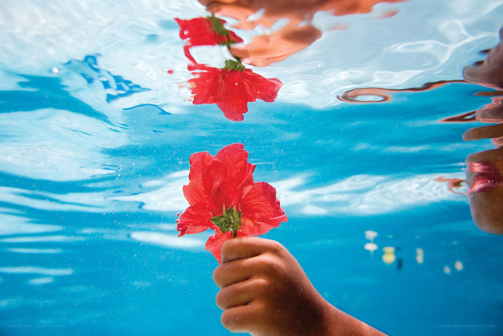 hand holding flower underwater