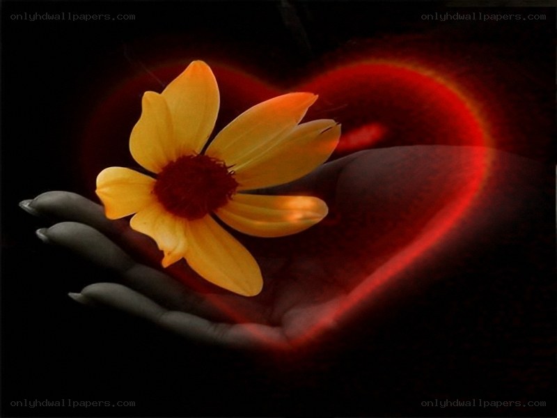 hand holding flower with heart