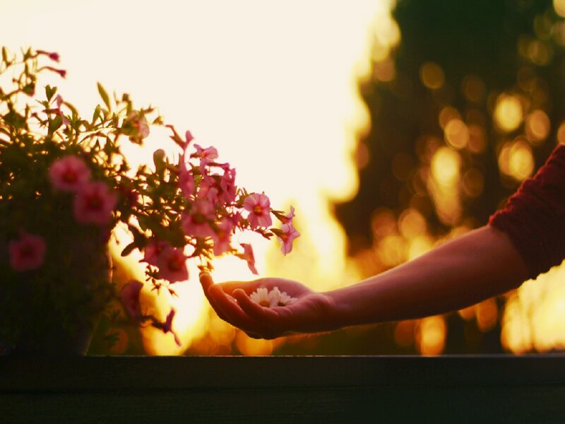Hand Holding Flowers — Pink, Serene, Sunset