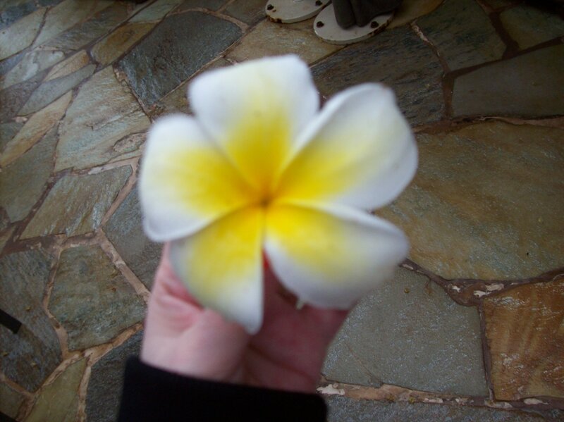 Hand Holding Frangipani Flower