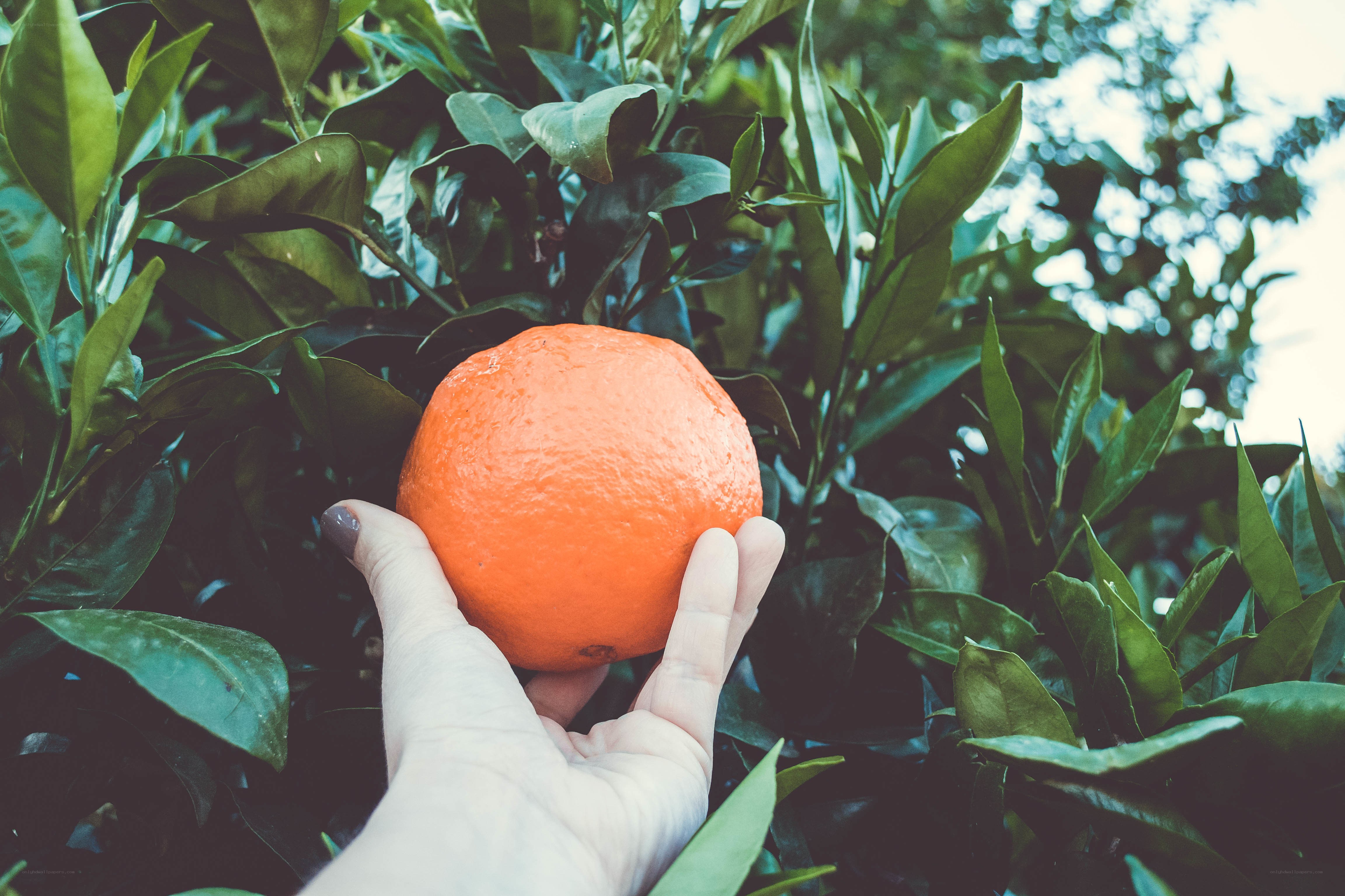 hand holding fresh orange