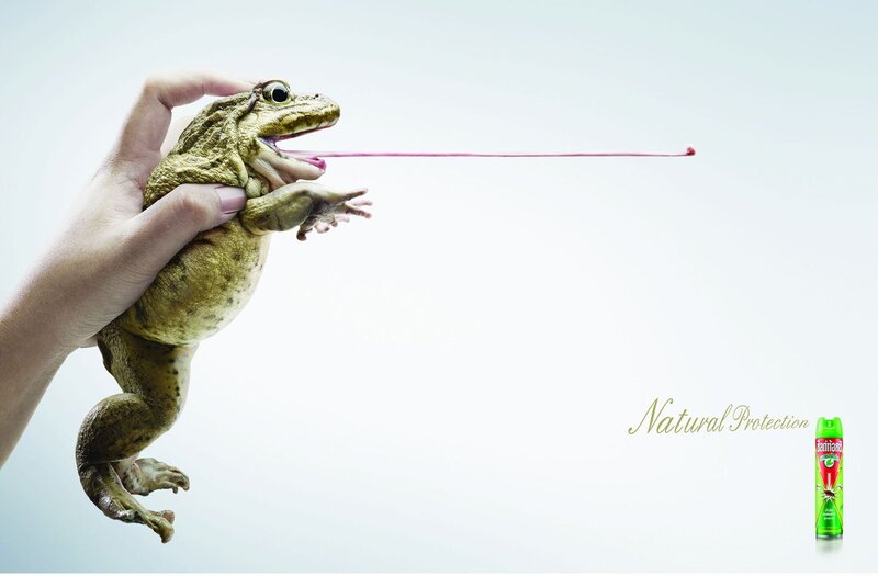Hand Holding Frog
