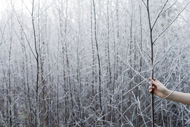 hand holding frost-covered branch