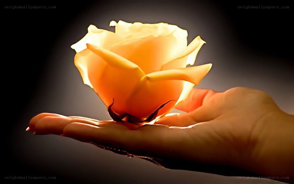 hand holding glowing rose