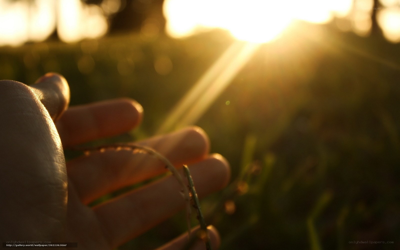 hand holding grass at sunset