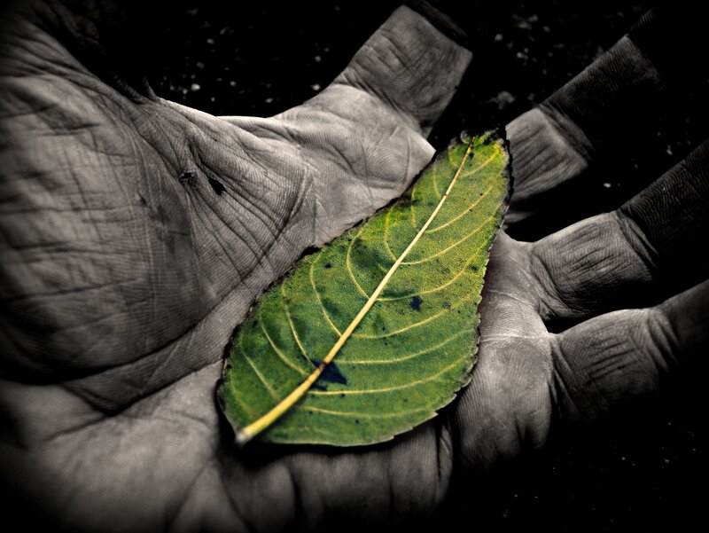 Hand Holding Green Leaf — Dramatic