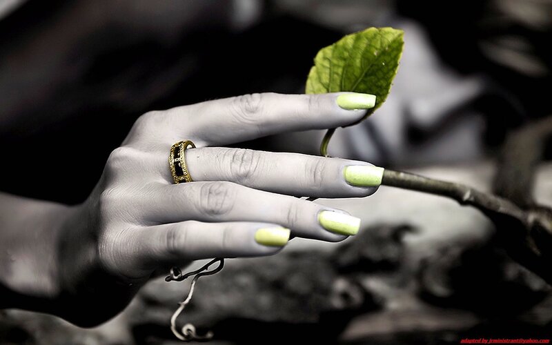 hand holding green leaf