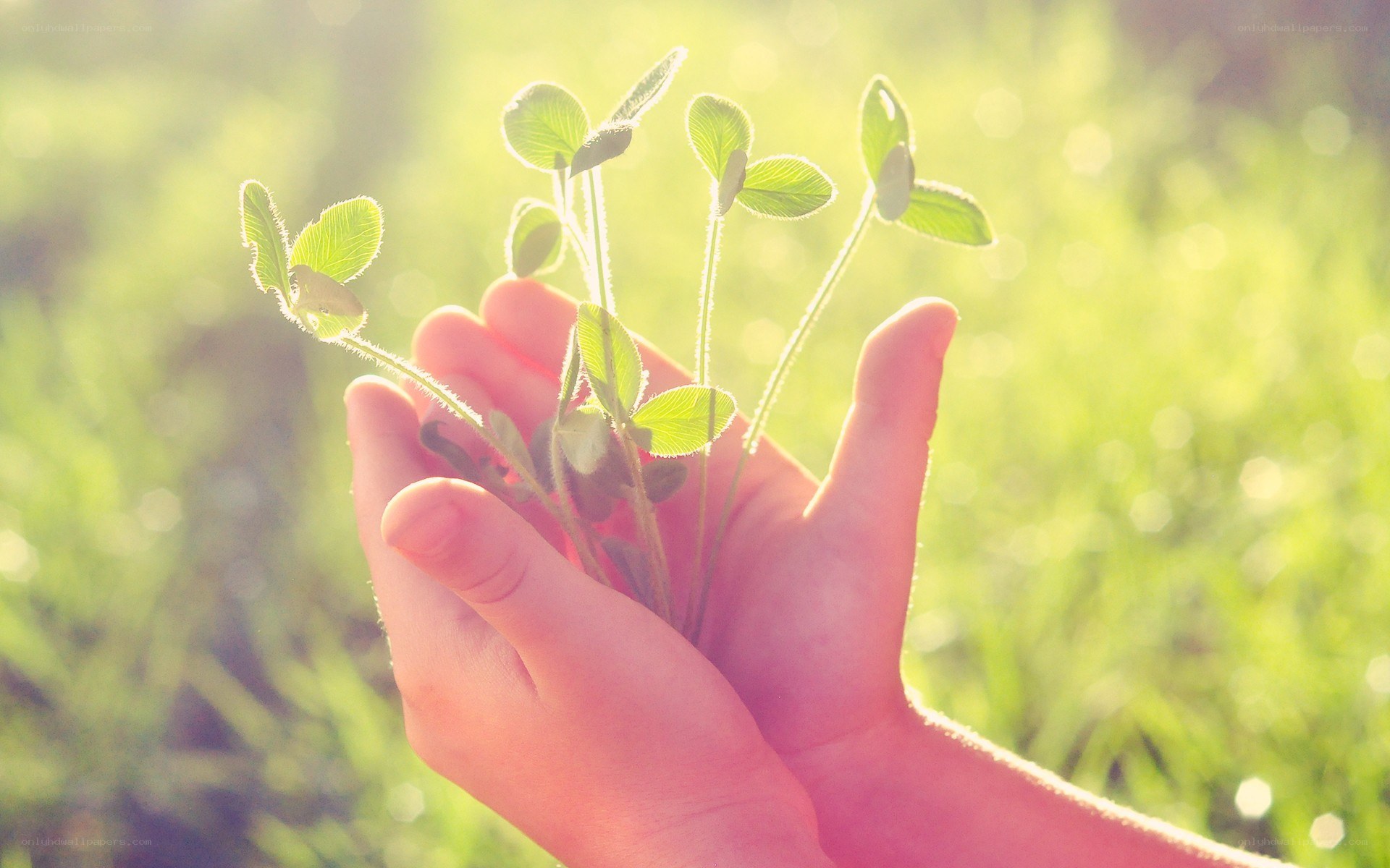 hand holding green sprouts