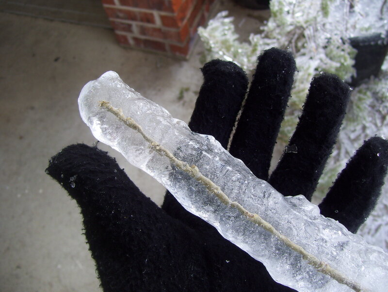 hand holding ice-covered branch