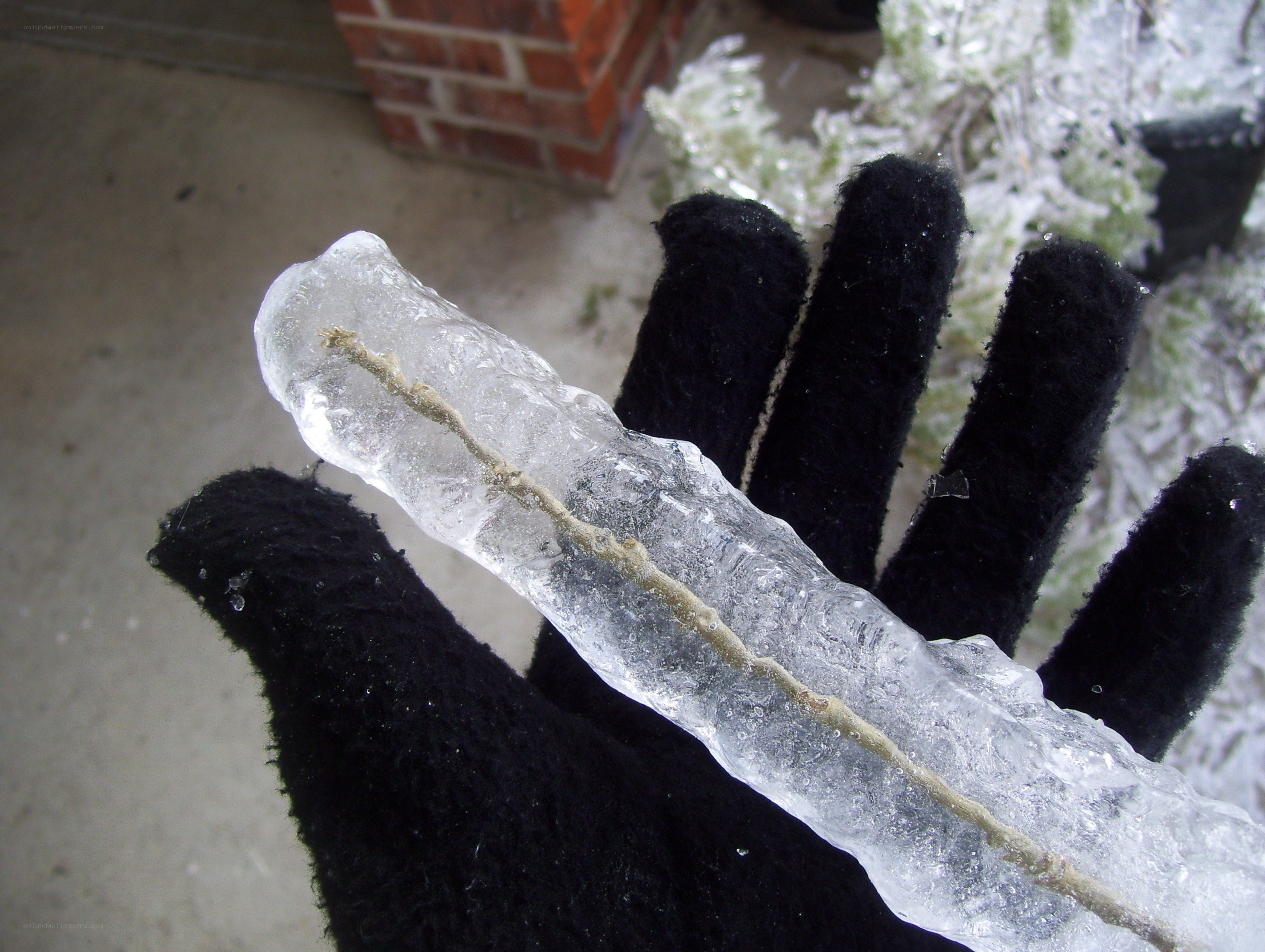 hand holding ice-covered branch