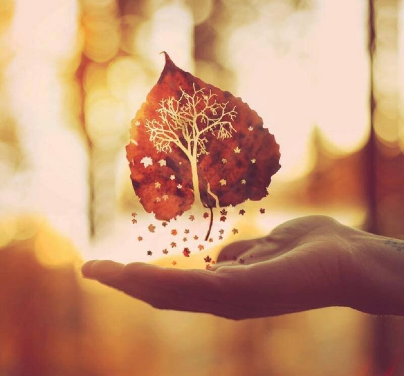Hand Holding Leaf — Brown, Serene, Autumn, Photograph