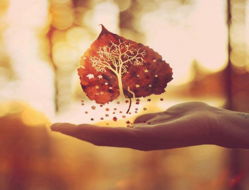 Hand Holding Leaf — Brown, Serene, Autumn