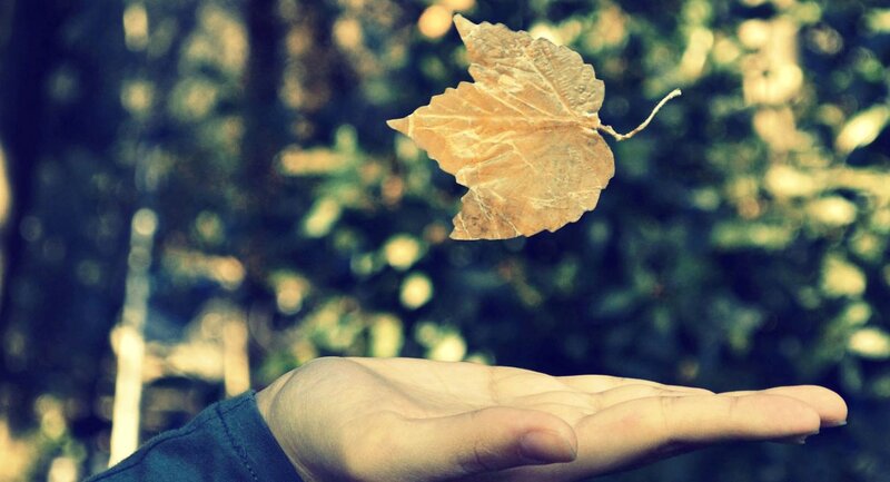 Hand Holding Leaf — Brown, Serene