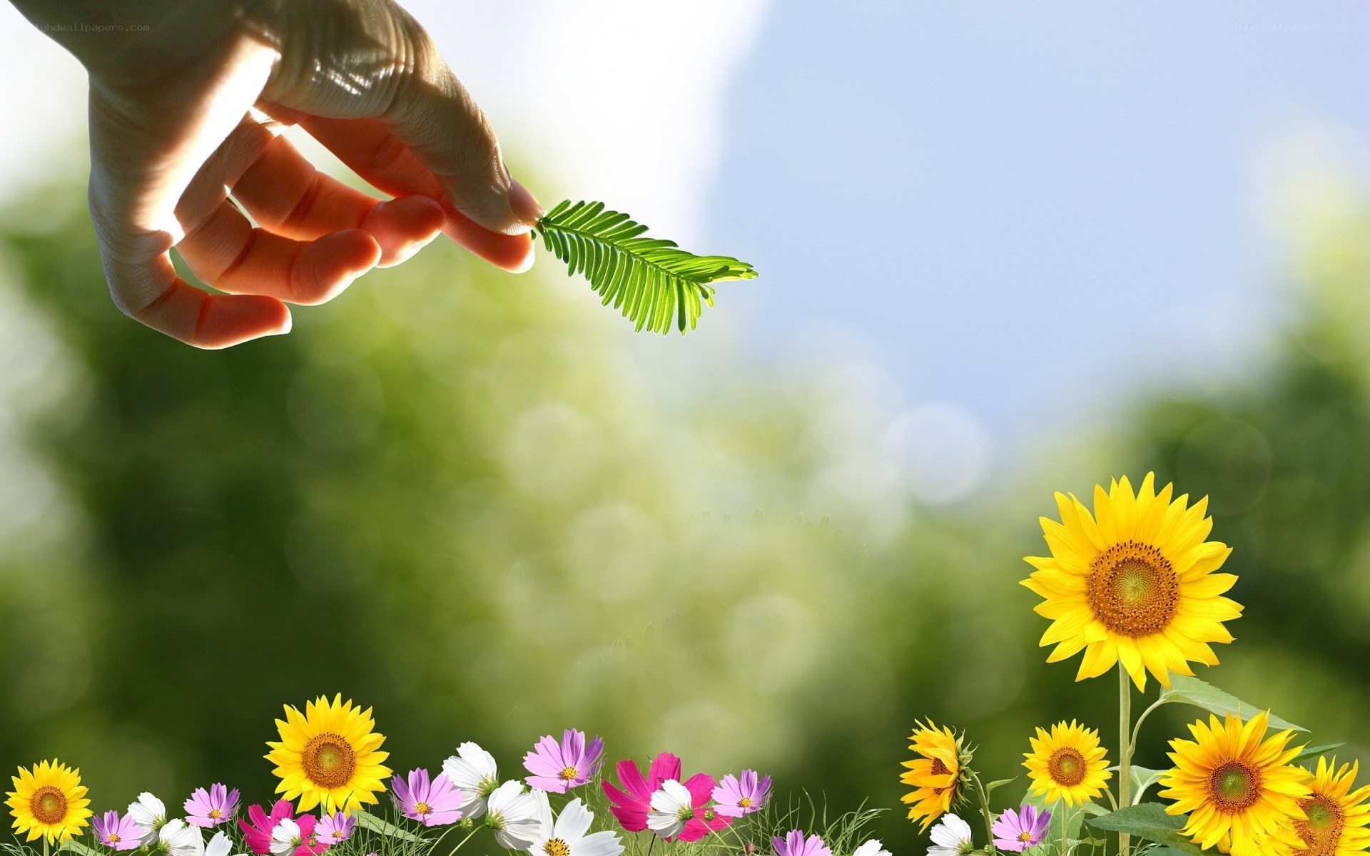 hand holding leaf in garden