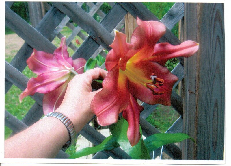 Hand Holding Lilies