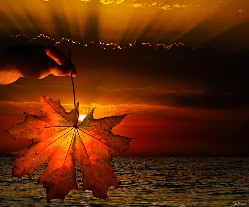 Hand Holding Maple Leaf