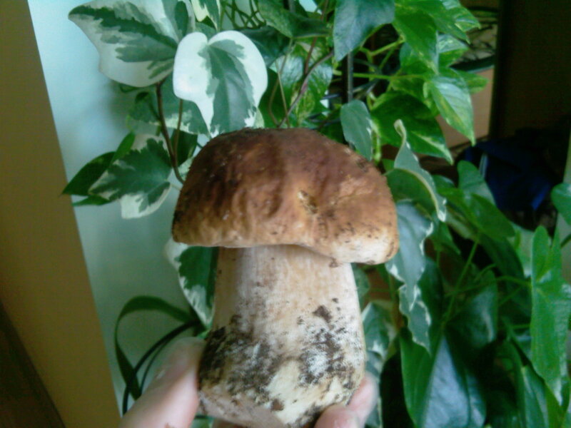 Hand Holding Mushroom