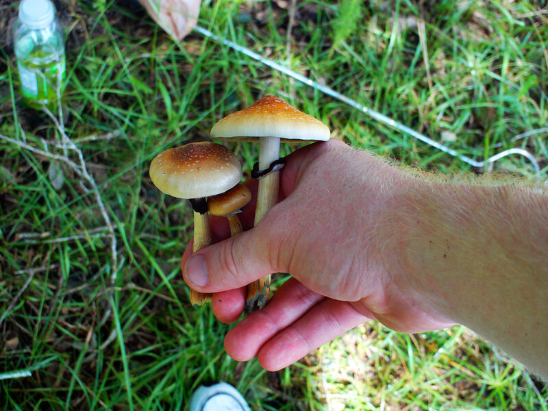 hand holding mushrooms in grass