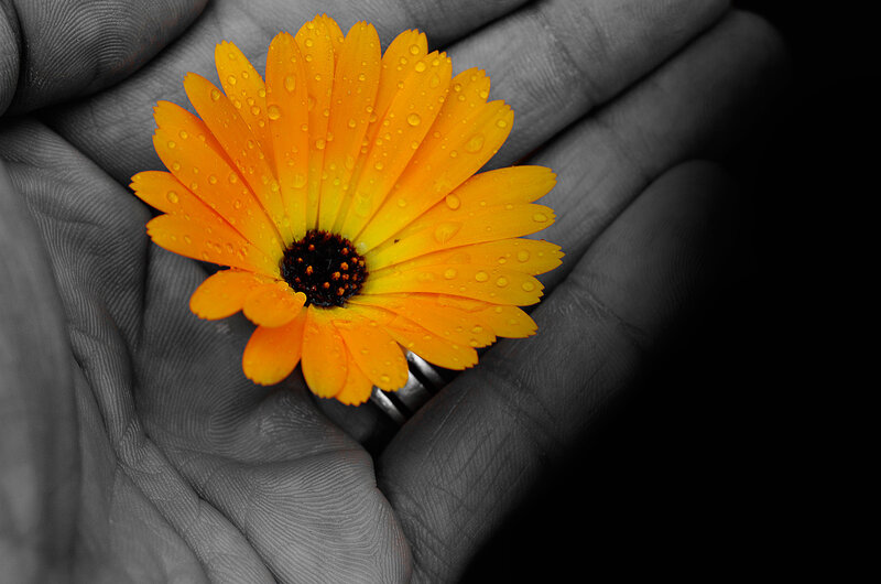 Hand Holding Orange Flower — Serene