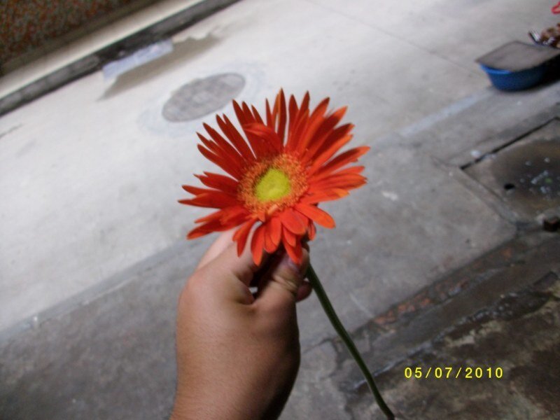 Hand Holding Orange Flower