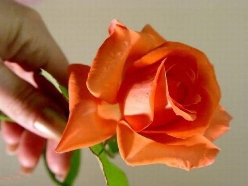 Hand Holding Orange Rose — Calm