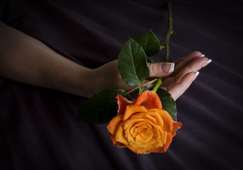 Hand Holding Orange Rose — Dramatic
