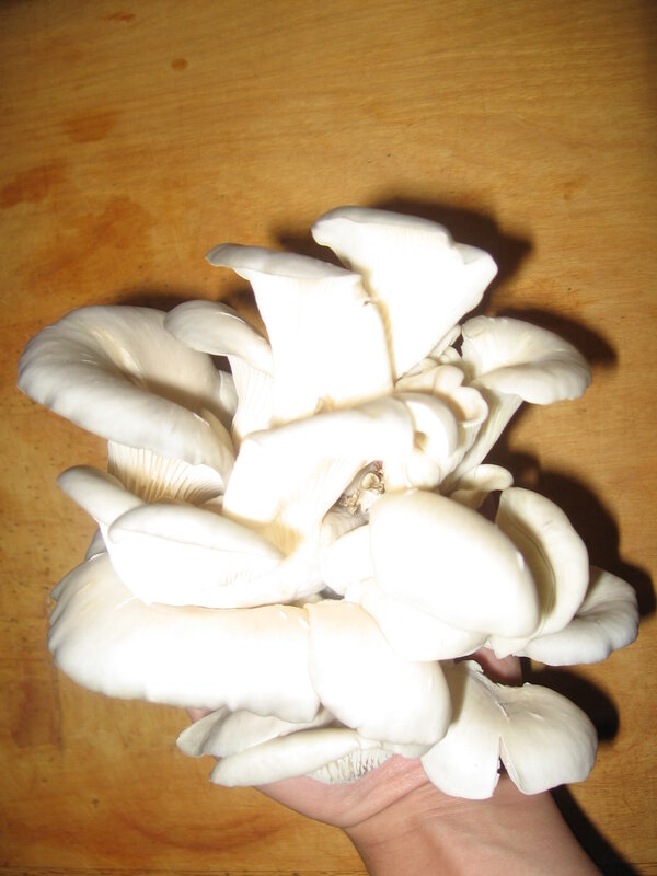 hand holding oyster mushrooms