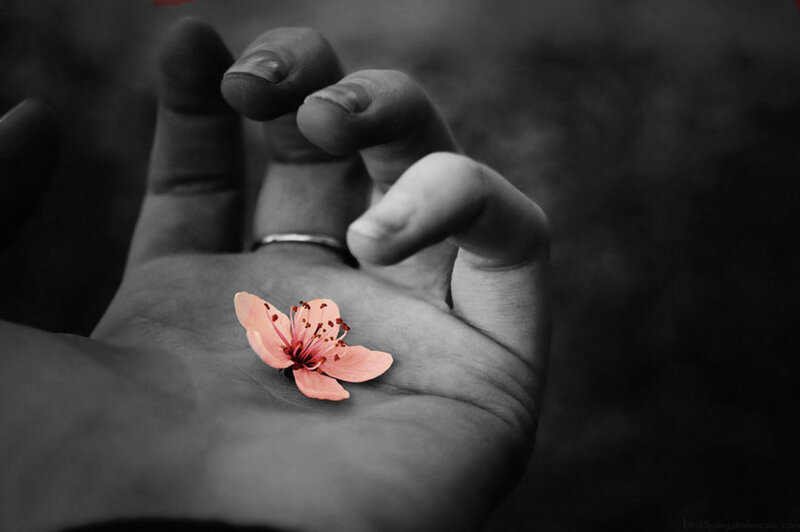 Hand Holding Pink Flower — Black