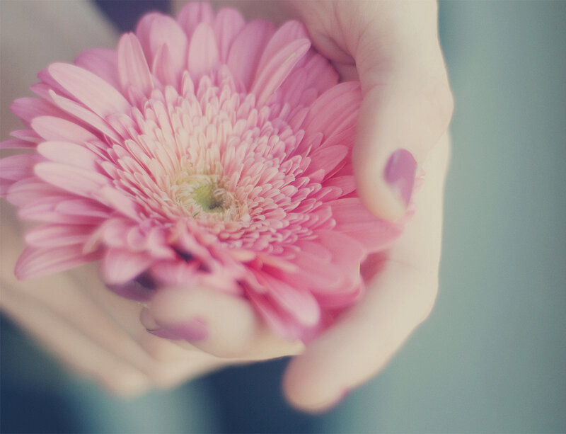 Hand Holding Pink Flower — Calm