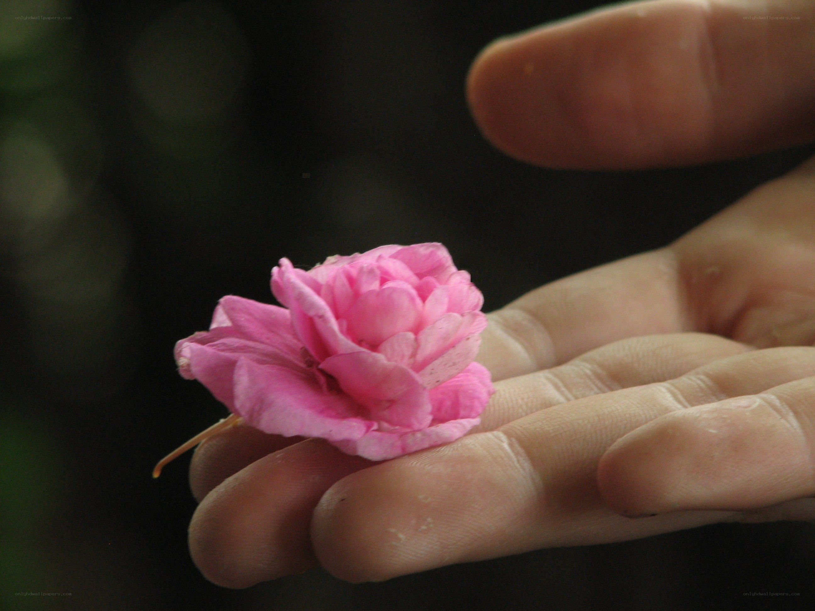 hand holding pink flower