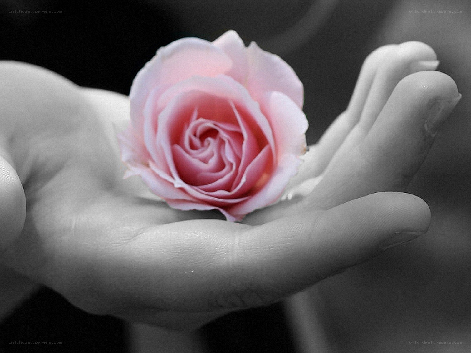 hand holding pink rose