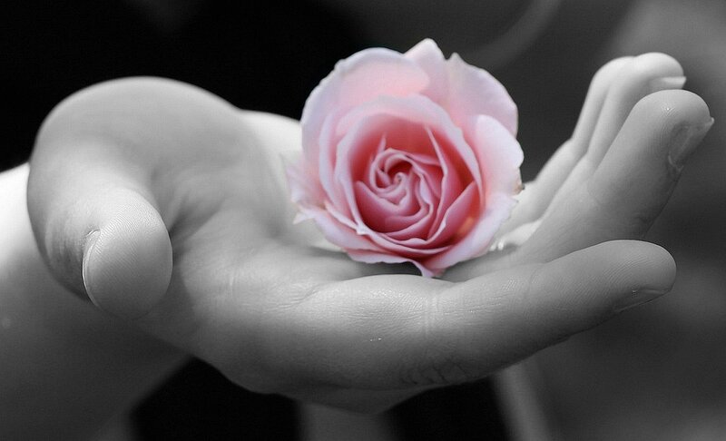 hand holding pink rose