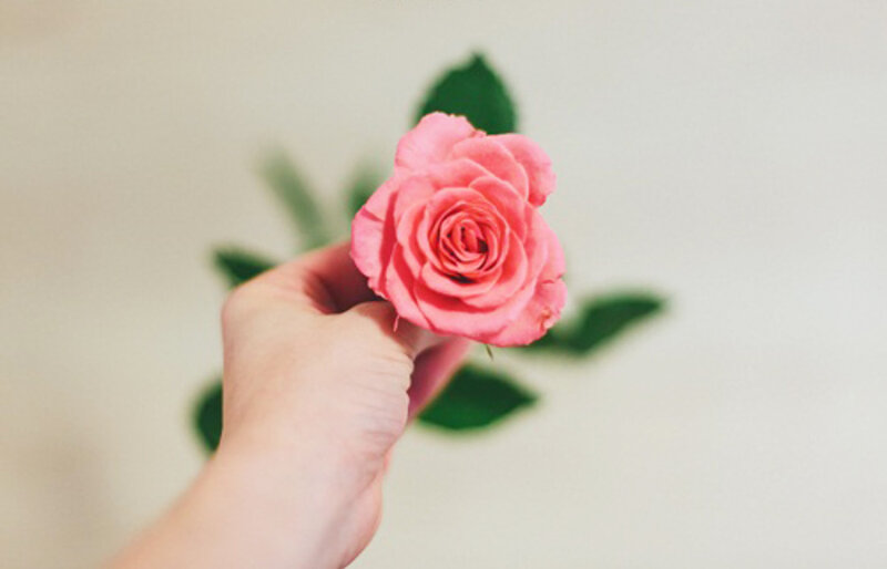 Hand Holding Pink Rose — Calm, Photograph, Leaves