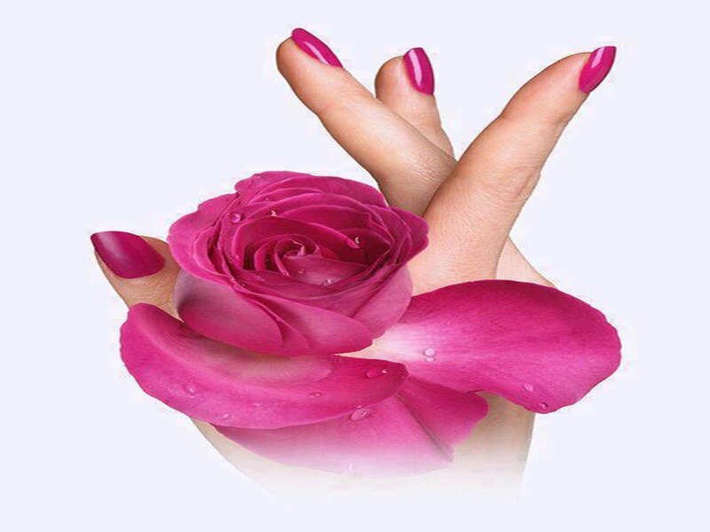 Hand Holding Pink Rose — Calm, Photograph