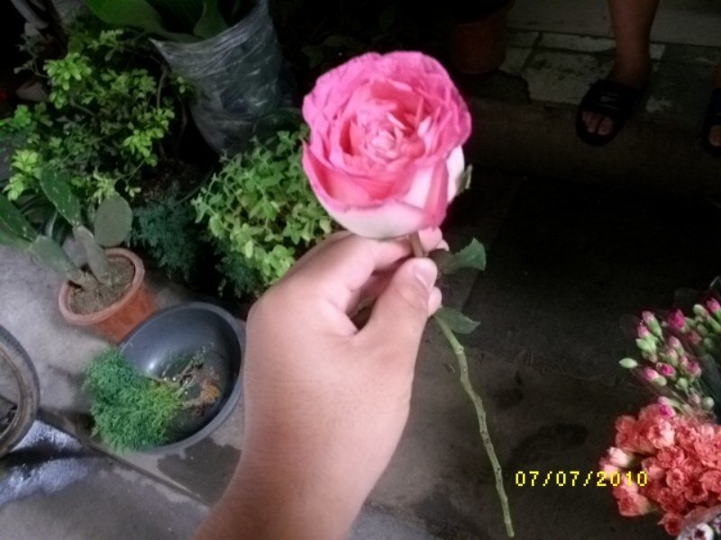 Hand Holding Pink Rose — Calm