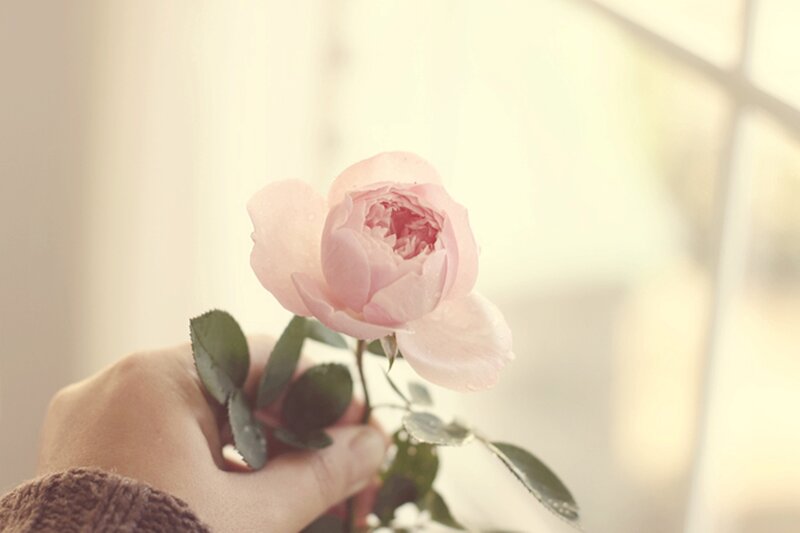 Hand Holding Pink Rose — Serene, Morning