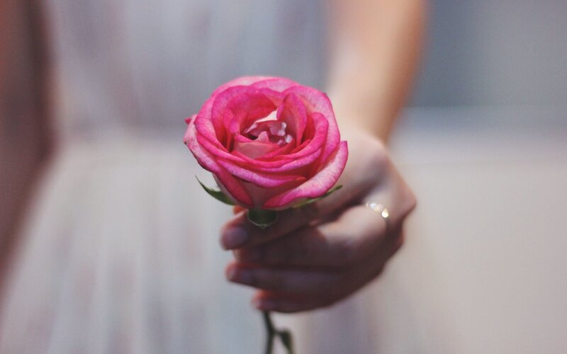 Hand Holding Pink Rose — Serene, Photograph, Ring