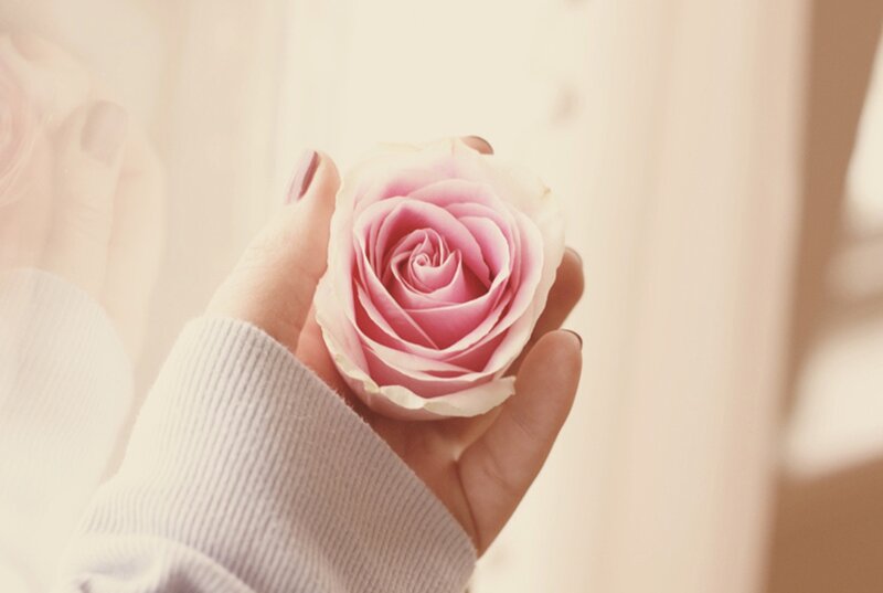 Hand Holding Pink Rose — Serene, Photograph