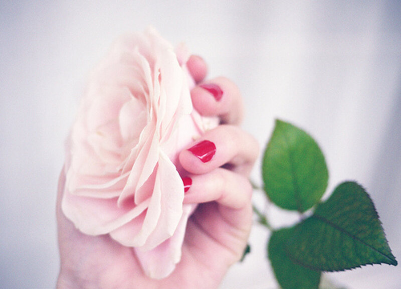 Hand Holding Pink Rose — Serene