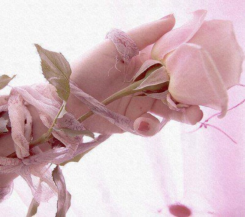 Hand Holding Pink Rose — Soft