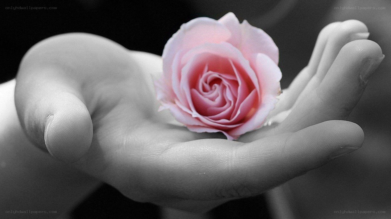 hand holding pink rose
