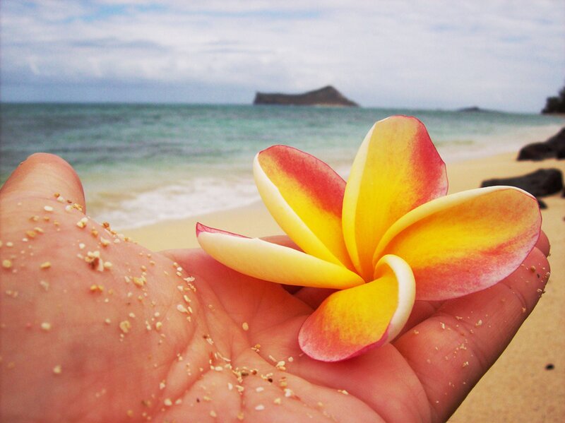 Hand Holding Plumeria Flower