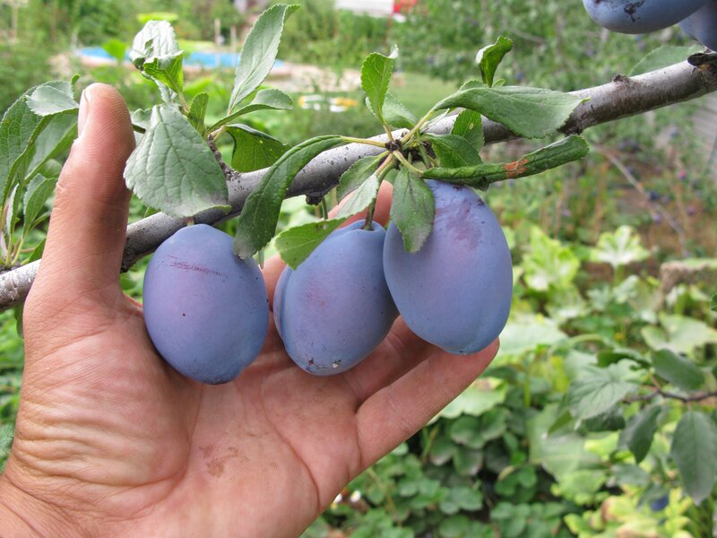 Hand Holding Plums