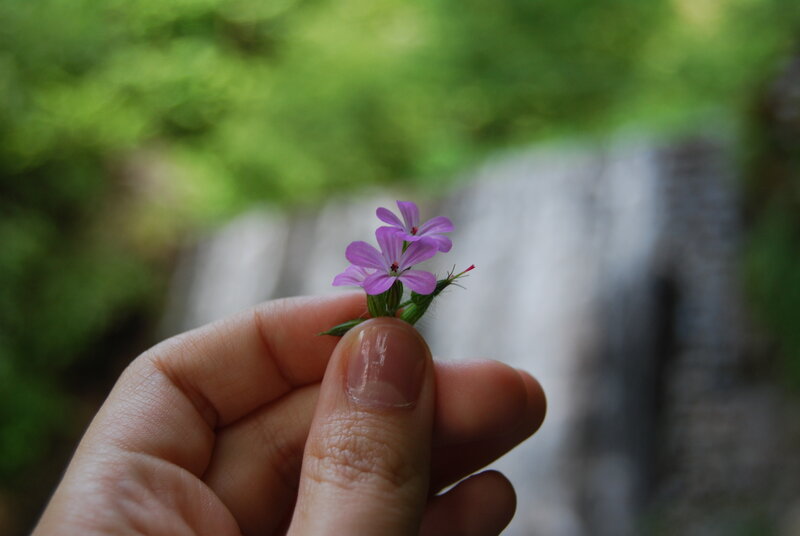 Hand Holding Purple Flower — Serene